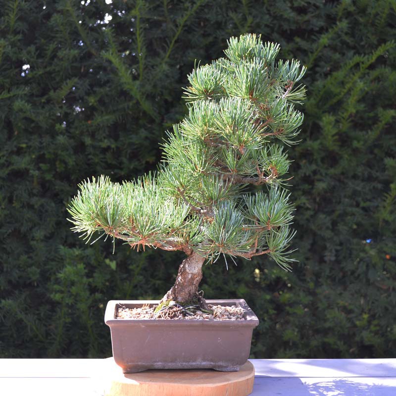  Pin  bonsai du japon et des fleurs