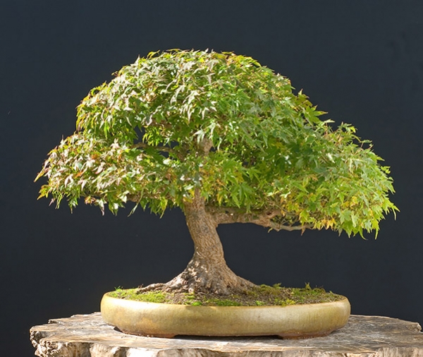 Les outils pour entretenir votre bonsaï - eBonsai blog